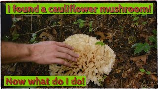 I found and harvested a cauliflower mushroom