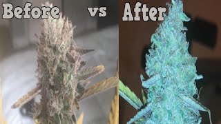 Does 48 Hours of Darkness Before Harvesting Weed Plant Make a Difference?