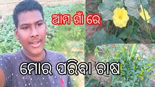 ଆମ  ଗାଁ ରେ ମୋର  ପରିବା  ଚାଷ  place subscribe # support me