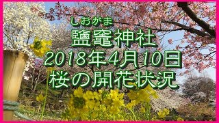 塩竃神社 2018年4月10日 桜の開花状況 Cherry Blossoms Sakura