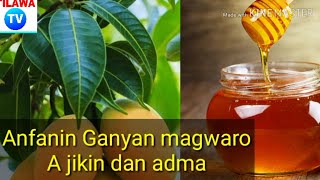 Ingatattun maganin da ganyan magwaro yake yi