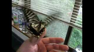 アゲハ（Papilio xuthus）