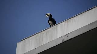 冠斑犀鸟 Oriental Pied Hornbill Loud Call _ SG Apr 17, 2022