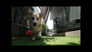 【corgi】久しぶりのボール遊びを楽しむコーギー弟