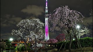 「 東京スカイツリー　ライトアップ　桜　舞 」　梅の花　梅　隅田公園　梅めぐり散歩道　築山　浅草　Tokyo Skytree 　Asakusa Sumida Park　2022