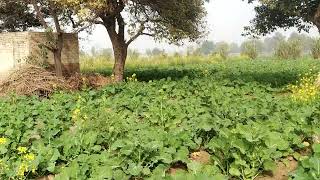 ਬੈੱਡਾਂ ਉੱਪਰ ਕਨੋਲਾ ਸਰੋਂ (Native Farm)