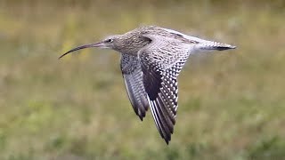 Courlis cendré / Numenius arquata / Eurasian Curlew