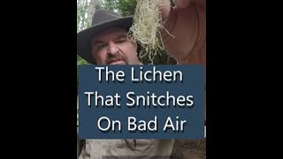 The Lichen That Snitches