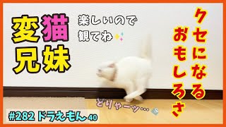 40 変猫兄妹・みんなでハッスルする姿はオモシロ可愛い【ドラえもん・TNRで保護】nyan-spoon is the best ?