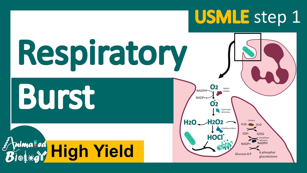 Respiratory Burst | Respiratory Burst Mechanism | What Activates ...