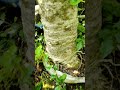 Adansonia digitata || Sani Bonsai Zone ||