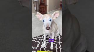 Dog without eyes finds love after being bullied.#shorts #animals #dog #rescue