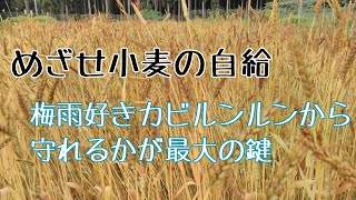 【小麦の自給】梅雨の晴れ間に収穫/穂をカビさせないよう必死