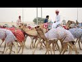 #Al Shahaniya Camel Race Track