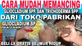 KENAPA TIDAK #TAU DARI DULU‼️🔴 #CARA #MEMPERBANYAK TRICHODERMA SP DAN #GLIOCLADIUM SP DARI #TOKO