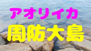 エギング　アオリ　IN周防大島