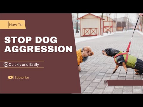 How to stop Dog Aggression quickly And easily - In a few steps! How to stop Dog Aggression quickly And easily - In a few steps!