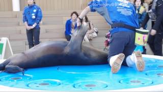 20140318【モエのトレーニング風景@サンシャイン水族館】