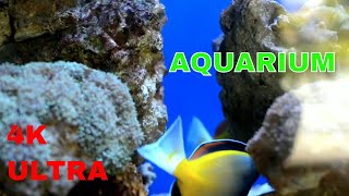 Stunning  Underwater footage + Music | Nature Relaxation™ Rare & Colorful Sea