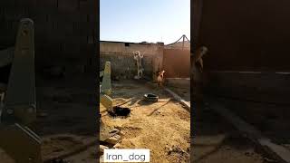 #dog #shorts #سگ ماشالله سگو ببین بنازم