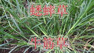 世界十大害草之一“牛筋草”，俗称“蟋蟀草”，有那些用途呢？