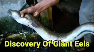 Amazing! Discovery of a Giant Eel Weighing 50kg