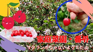 【家庭菜園・番外】似てるけどサクランボでないよ、グミの実だよ🍒