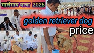 golden retriever dog 🐕🐶 माळेगाव यात्रा 2025 पशुप्रदर्शन