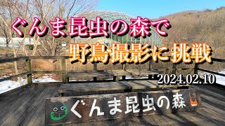 ぐんま昆虫の森で野鳥撮影にチャレンジ　2024.02.10