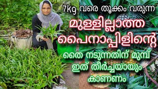 7 കിലോ വരെ തൂക്കം വരുന്ന മുള്ളില്ലാത്ത പൈനാപ്പിളിന്റെ തൈ നടുന്ന രീതി | Thornless Pineapple Farming