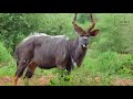 interesting facts about nyala by weird square