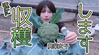 【農業女子】野菜畑を作りたい#5　遂に育った野菜収穫しました🫑収穫編！