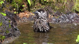 奥庭自然公園のホシガラスの水浴び　その１０（4K60P動画）