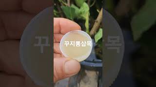 #꾸지뽕삽목 #도전꾸지뽕삽목