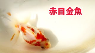 赤目、アルビノ丸物金魚達