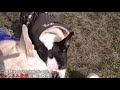 避妊手術【フレンチブルドッグ九凛】contraception french bulldog kurin