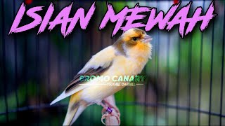 SUARA BURUNG KENARI ISIAN MEWAH - MASTERAN KENARI ISIAN BLACKTHROAT GACOR CENGKOK MEWAH DURASI KRETA