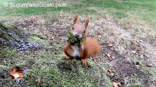 2019.09.23 Wiewiórka Ozenka na wolności dzień 125