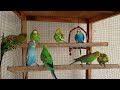 12 hours of budgies in their aviary singing and playing play for your budgie budgie sounds