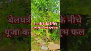 बेल पत्र के पेड़ की पूजा के शुभ फल ❤️🙏🙏 मंदिर 🌺🌺🌺#pradeepmishra #viral #viralvideo