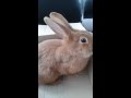 Bonnie mon 2 ème lapin que je viens d'avoir !!