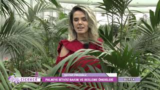 ÇİÇEKÇE | PALMİYE BİTKİSİ BAKIMI VE BESLEMESİ