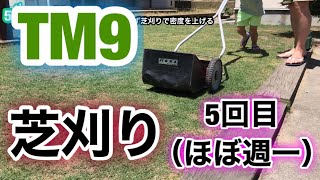 【芝生壊滅・TM9】54日目  芝が戻ってきた！すかさず芝刈りで密度を上げる