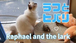 バーマン猫ラフ【ラフとヒバリ】Raphael and the lark（バーマン猫）Birman/Cat