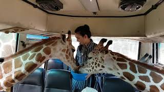 ให้อาหารยีราฟอย่างใกล้ชิด  ซาฟารี กาญจนบุรี  | Feeding giraffes in Kanchanaburi ,Thailand