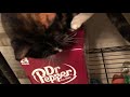 Buffy won’t let Dad have his Dr.Pepper # The Beer Review Guy