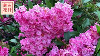 漂亮的庭院植物 - 北美高山洛瑞花 - Kalmia (mountain laurel )