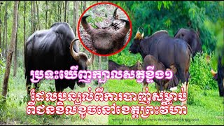 ប្រទះឃើញក្បាលសត្វខ្ទីង ១បន្សល់ពីការបាញ់សម្លាប់ដោយជនខិលខូច នៅខេត្តព្រះវិហា | Khmer News Sharing