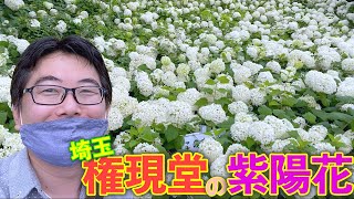 【埼玉】梅雨のお花見！権現堂堤のあじさい【撮り歩き】