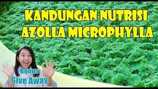 KANDUNGAN NUTRISI AZOLLA MICROPHYLLA | Bonus GIVE AWAY